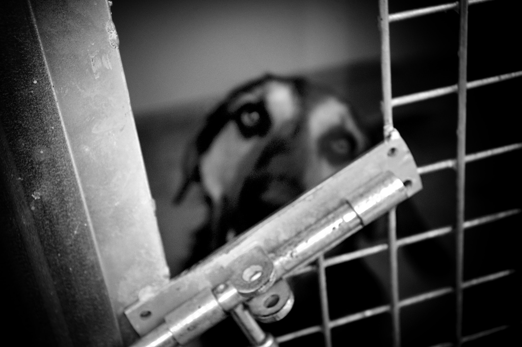 incentivi adozioni cani vezzano - foto di Cino su Flickr