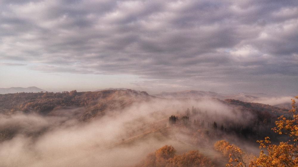 la pineta di vezzano nella nebbia