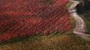 vigna rossa vezzano sul crostolo