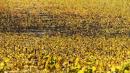 vigna gialla vezzano sul crostolo