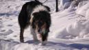 border cane neve vezzano sul crostolo