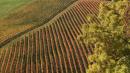 vigna autunno vezzano sul crostolo