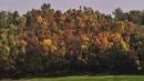 alberi colori autunno vezzano sul crostolo