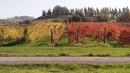 vigna delle noci vezzano sul crostolo