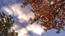 autunno alberi a vezzano sul crostolo