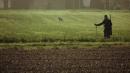 cane da caccia autunno