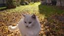 gatto albino vezzano sul crostolo