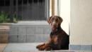 dobermoann al sole con classe