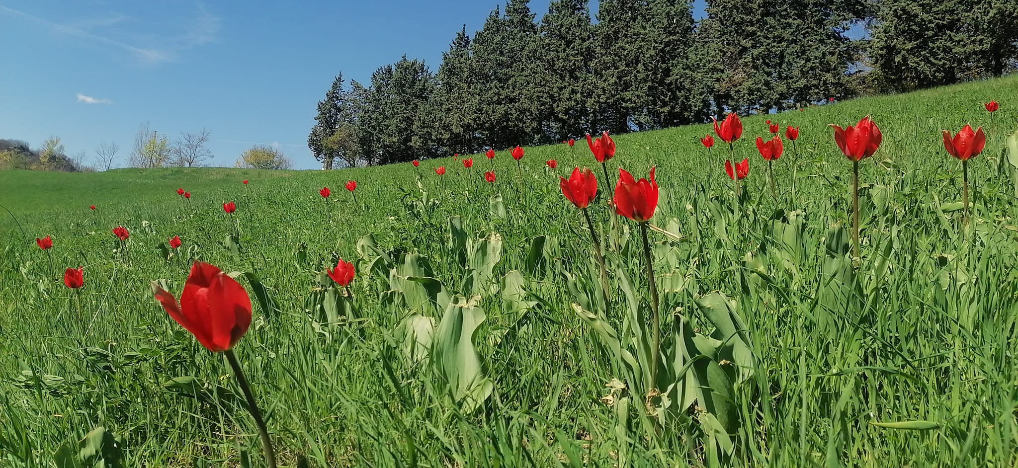 tulipani protetti