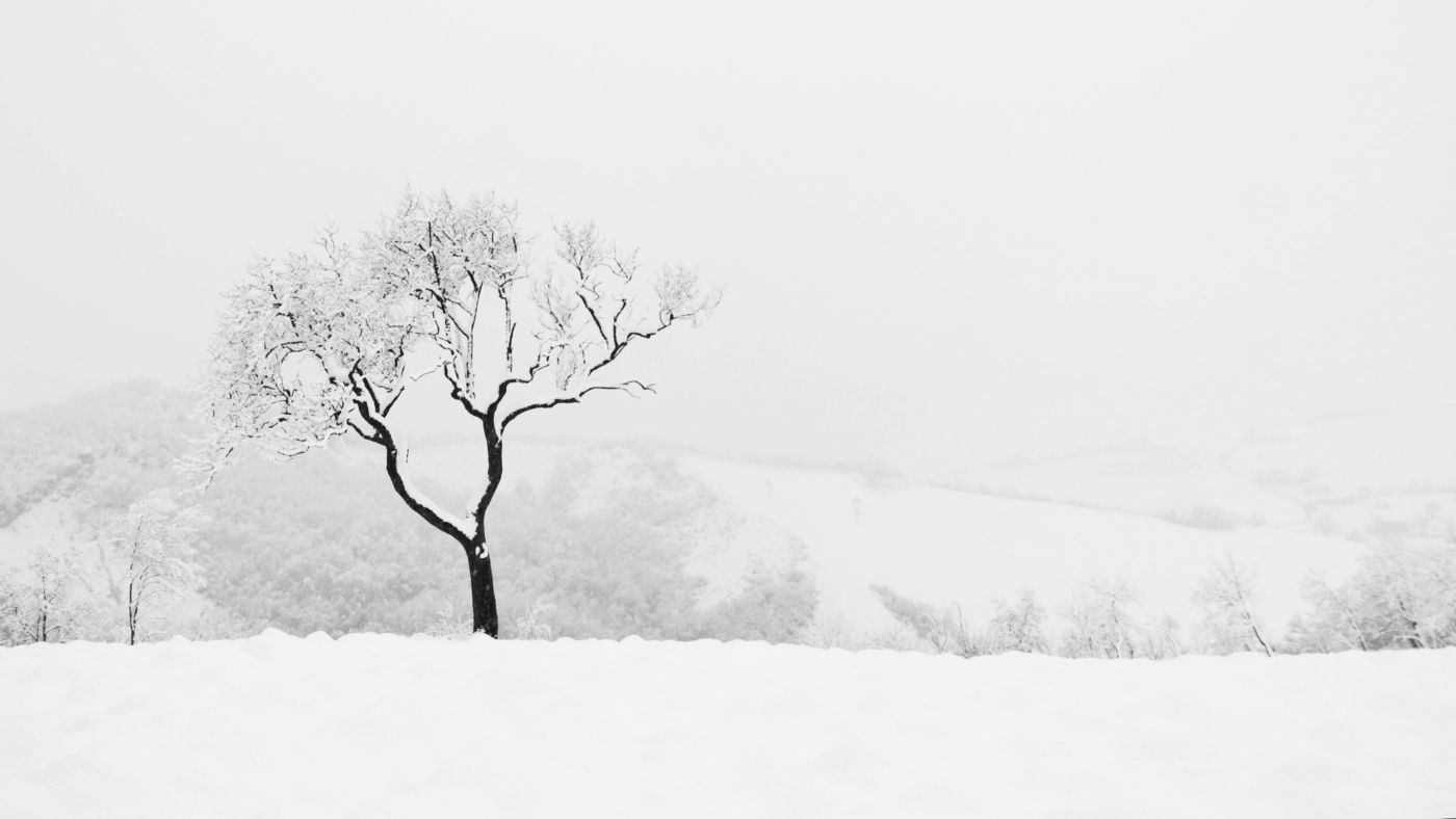 albero neve vezzano