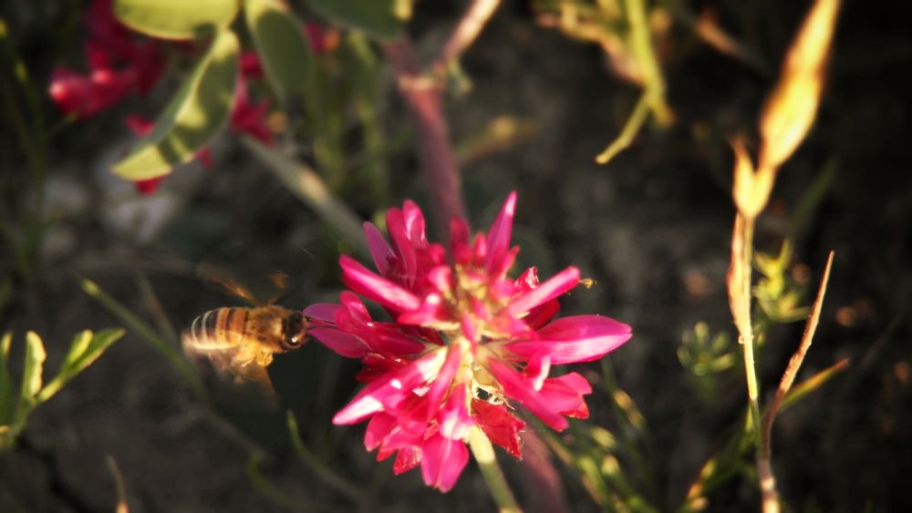 ape catturata al volo fiore monte gesso