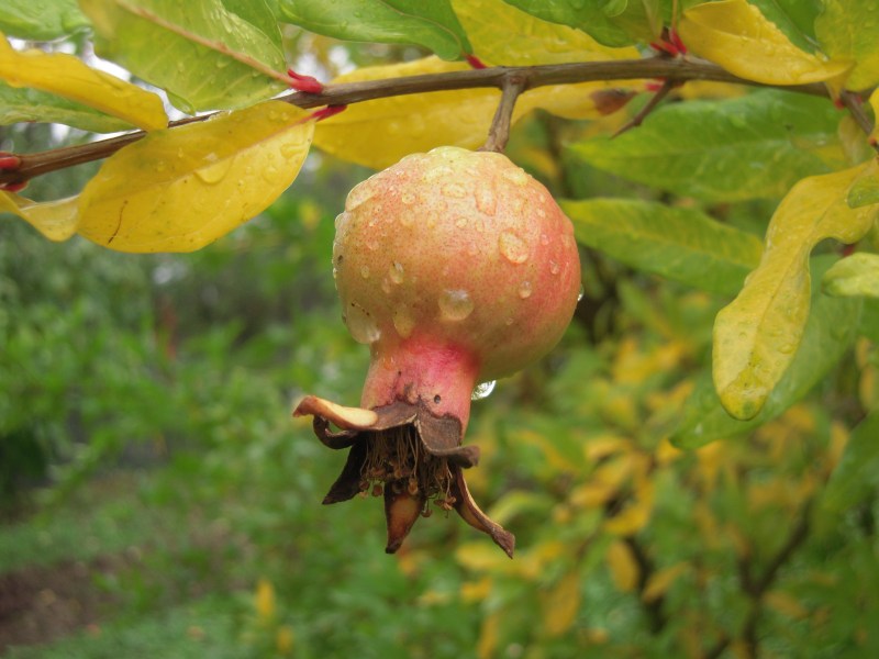 melograno in autunno