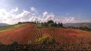 vigna vezzano sul crostolo Pi Bello