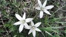 fiori bianchi vezzano sul crostolo
