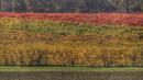 vigne sfumate vezzano sul crostolo