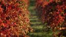 vigna rossa vezzano sul crostolo