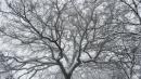 neve quercia vezzano sul crostolo