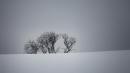 neve albero vezzano.net