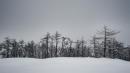 neve pineta vezzano sul crostolo