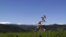 fiore neve vezzano sul crostolo