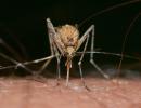 west nile reggio emilia zanzara comune