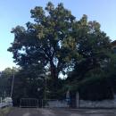 albero caduto in strada a Montalto