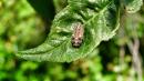 larva di coccinella