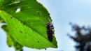 larva di coccinella septempunctata