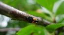 larva di coccinella arlecchino