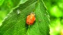 coccinella pupa