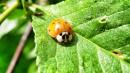 coccinella arlecchino Harmonia axyridis