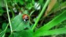 coccinella settepuntata