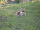 vezzano sul crostolo cervo ecoparco