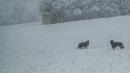 cani neve vezzano sul crostolo