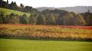 vigna autunno vezzano sul crostolo