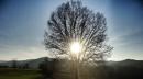 luce albero vezzano prato