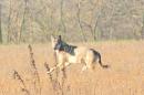 lupo vicino vezzano a salvarano