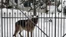 cane neve vezzano
