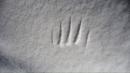 neve impronte misteriose