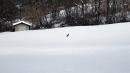 crostolo neve lepre