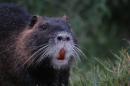 nutria crostolo