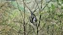 parrot appeso a vezzano