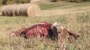 lupo vezzano sul crostolo ottobre 2016