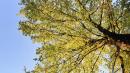 albero e cielo a primavera a vezzano sul crostolo