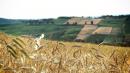 campo spighe vezzano sul crostolo