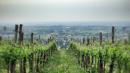 strada vini sapori colline scandiano canossa