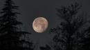 luna piena tra gli alberi vezzano
