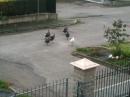tacchini in fuga vezzano sul crostolo