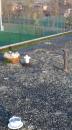 vandali vezzano sul crostolo campo