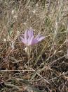 vezzano sul crostolo fiore su calanchi